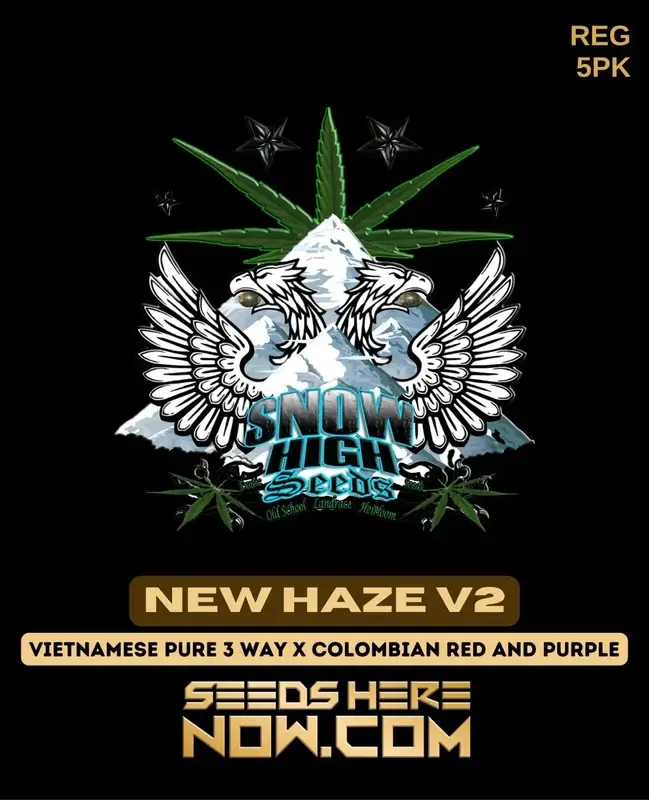 New Haze v2 Regular Seeds pack by Snow High Seeds featuring Vietnamese and Colombian lineage