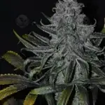 Newberry (Regular) - DJ Short Seeds