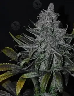Pack of Newberry regular cannabis seeds from DJ Short Seeds featuring Blue Heaven and F4 Blueberry genetics