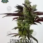Next Level (Feminized) - Exotic Genetix
