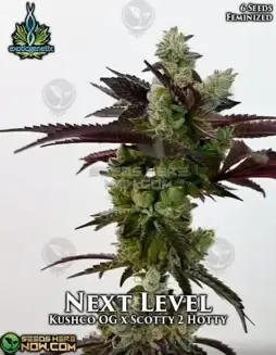 Next Level Feminized Seeds by Exotic Genetix featuring Kushco OG and Scotty 2 Hotty lineage
