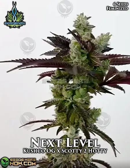 Next Level Feminized Seeds by Exotic Genetix featuring Kushco OG and Scotty 2 Hotty lineage