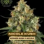 Nicole Kush S1 (Feminized) - Elite Clone Seed Company