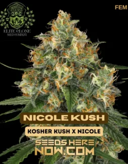 Nicole Kush S1 feminized seeds (space) Indica(space)dominant hybrid with Kosher Kush and Nicole lineage