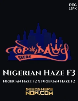 Nigerian Haze F3 Regular Seeds (space) Sativa Dominant Strain with Pine and Citrus Aromas