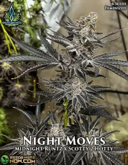 Night Moves Cannabis Seeds (space) Indica Dominant Feminized Strain