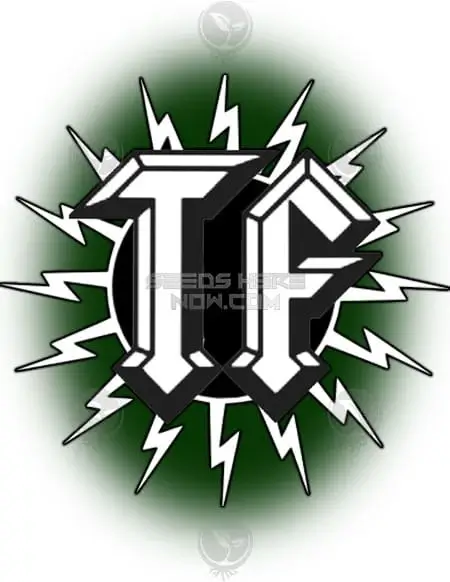 Image of Night Prowler cannabis seeds by Thunderfudge Genetics