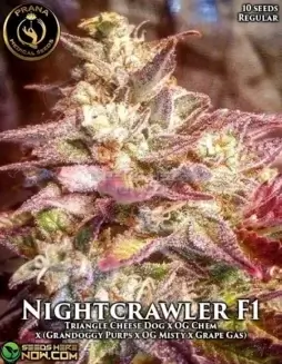 Nightcrawler Regular Seeds by Prana Medical Seeds (space) Indica Dominant Strain