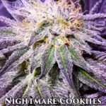Nightmare Cookies (Regular) - Sin City Seeds