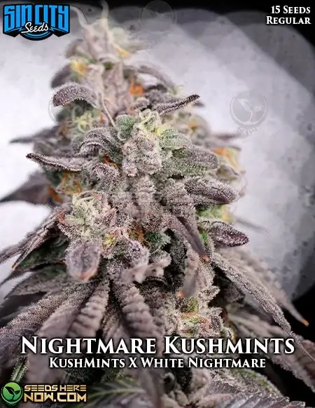 Nightmare Kushmints cannabis seeds by Sin City Seeds, featuring earthy and minty flavors, suitable for both day and night use.