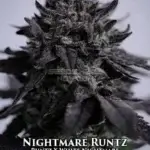 Nightmare Runtz (Regular) - Sin City Seeds