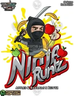 Ninja Runtz Feminized Seeds by Nasha Genetics featuring high THC and fruity flavors
