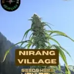 Nirang Village (Regular) - Indian Landrace Exchange