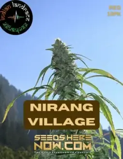 Nirang Village Cannabis Seeds from Indian Landrace Exchange featuring citrus, earthy, and spicy aromas