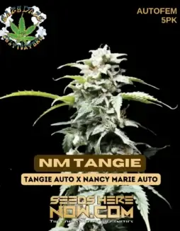 NM Tangie Cannabis Seeds by Eazy Daze Cultivators, featuring citrus and sweet flavors, perfect for energizing and creative effects.