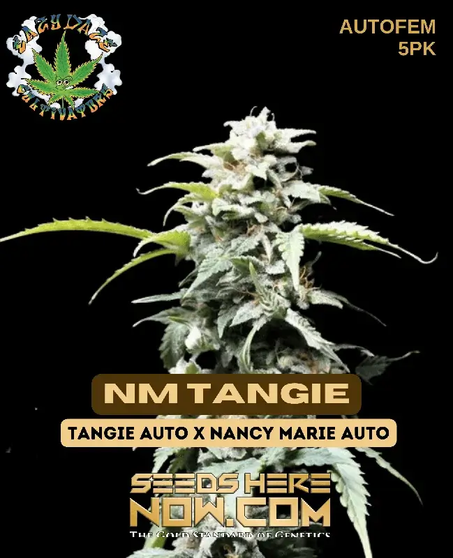 NM Tangie Cannabis Seeds by Eazy Daze Cultivators, featuring citrus and sweet flavors, perfect for energizing and creative effects.