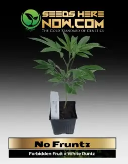 No Fruntz Clones featuring Forbidden Fruit and White Runtz genetics in a 3.5(space)inch soil pot