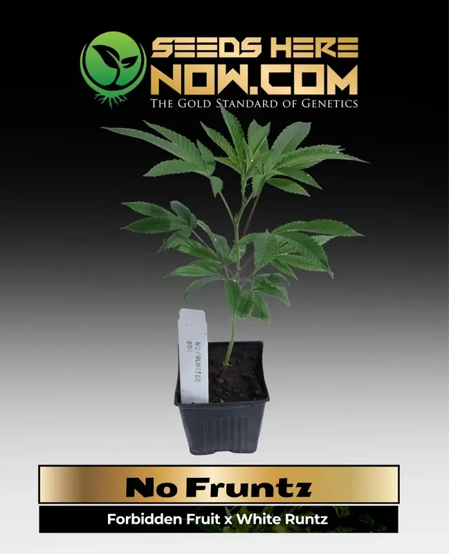 No Fruntz Clones featuring Forbidden Fruit and White Runtz genetics in a 3.5-inch soil pot