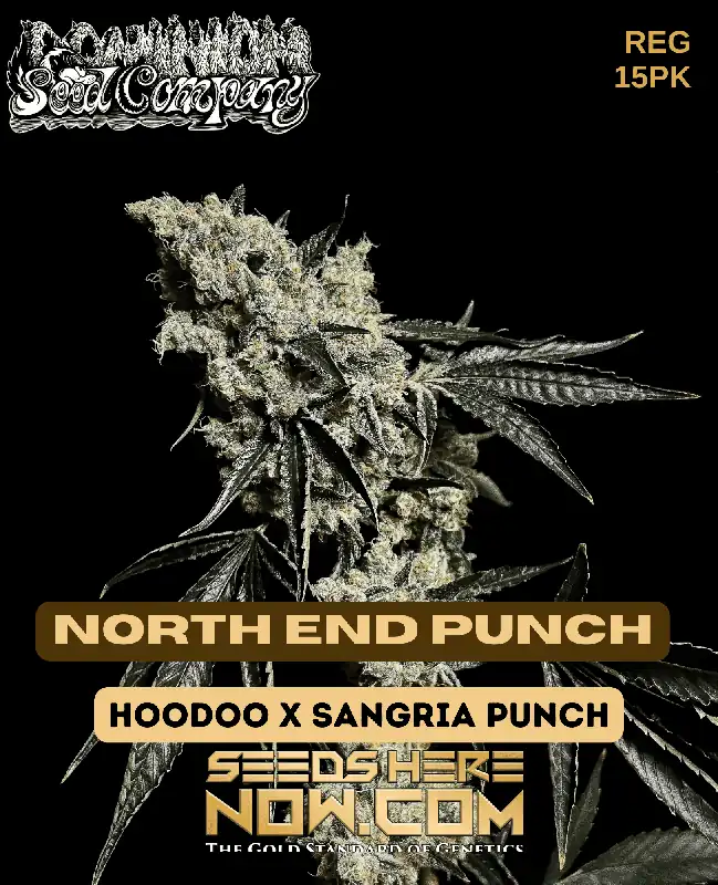 North End Punch cannabis seeds by Dominion Seed Company featuring Hoodoo and Sangria Punch lineage