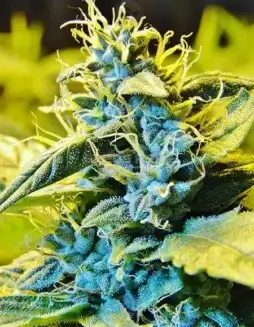 Northern HOG regular cannabis seeds by T.H. Seeds featuring Auto Northern Lights and HOG genetics