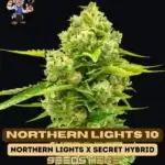 Northern Lights 10 S1 (Feminized) - Dr. Blaze