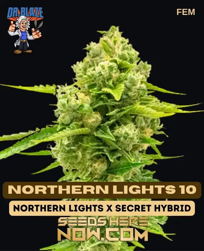 Northern Lights 10 S1 cannabis seeds by Dr. Blaze - Feminized, high THC, Indica-dominant
