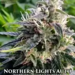 Northern Lights (Autoflower) - Automatically Delicious