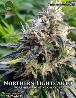 Northern Lights Auto Autoflower Seeds by Automatically Delicious