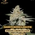 Northern Lights (Regular) - Best Coast Genetics