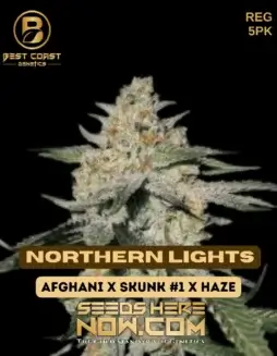 Northern Lights (Regular) (space) Best Coast Genetics cannabis seeds