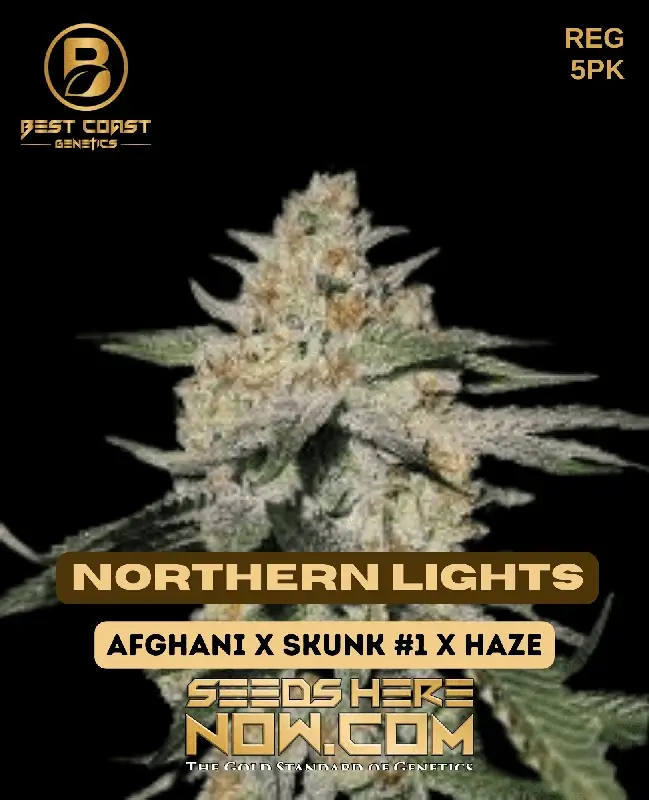 Northern Lights (Regular) - Best Coast Genetics cannabis seeds