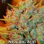 Northern Lights x Big Bud (Feminized) - Dr. Blaze