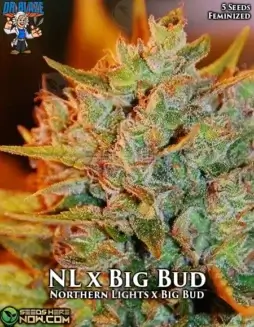 Northern Lights x Big Bud feminized cannabis seeds by Dr. Blaze