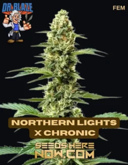 Close(space)up of Northern Lights x Chronic feminized cannabis seeds by Dr. Blaze