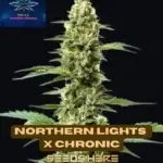 Northern Lights x Chronic (Feminized) - Pure XX