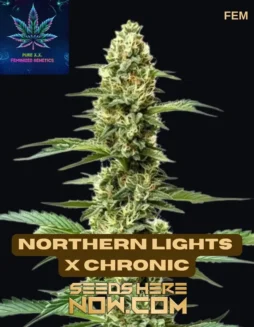 Northern Lights x Chronic Feminized Seeds by Pure XX
