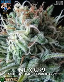 Northern Lights x Cinderella 99 Feminized Seeds (space) Pineapple and Citrus Aroma