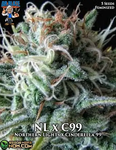 Northern Lights x Cinderella 99 Feminized Seeds - Pineapple and Citrus Aroma