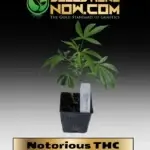 Notorious THC Clones - ACC