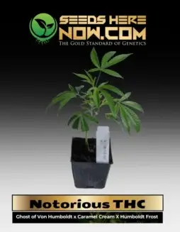 Vibrant Notorious THC Clone showcasing citrus(space)pine aroma buds ready for cultivation