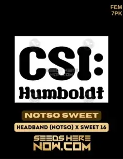 Notso Sweet feminized cannabis seeds packaging by CSI Humboldt