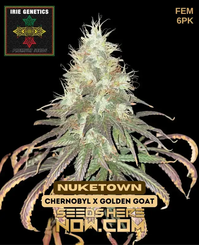 Nuketown feminized cannabis seeds by Irie Genetics, a blend of Chernobyl and Golden Goat strains