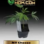 NY Cheese Clones - ACC