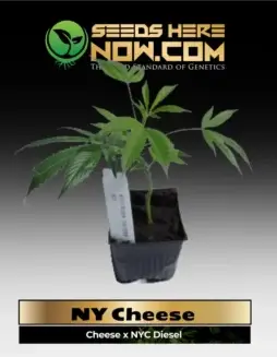 Close(space)up of NY Cheese clones showing healthy, vibrant leaves and robust buds.