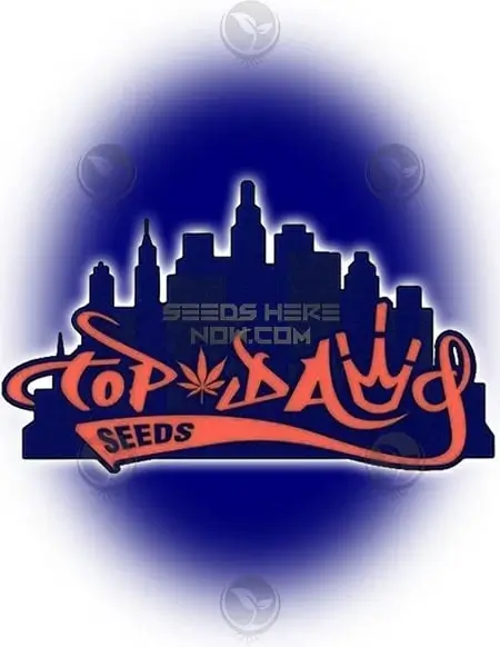 NYC Cookie cannabis seeds by Top Dawg Seeds, showing hybrid strain with 20-24% THC