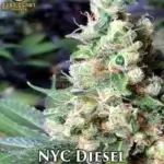 NYC Diesel (Regular) - Best Coast Genetics
