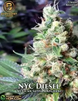 NYC Diesel Regular Seeds by Best Coast Genetics featuring Mexican Sativa and Afghani lineage