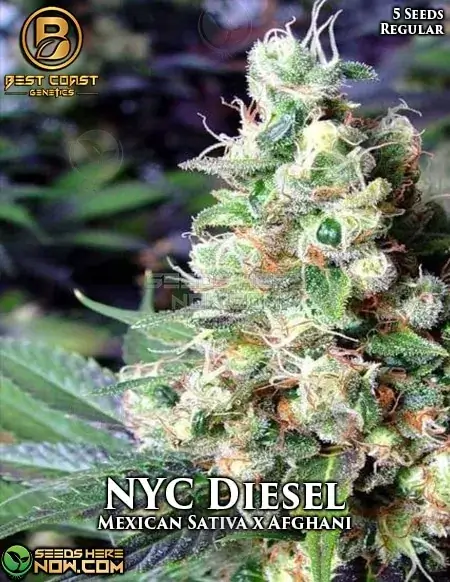 NYC Diesel Regular Seeds by Best Coast Genetics featuring Mexican Sativa and Afghani lineage