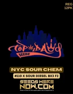 NYC Sour Chem cannabis seeds, a hybrid strain with 20(space)25% THC by Top Dawg Seeds