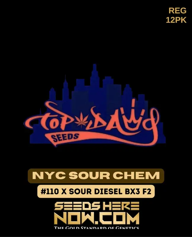 NYC Sour Chem cannabis seeds, a hybrid strain with 20-25% THC by Top Dawg Seeds